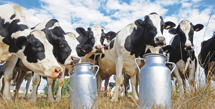 Filière laitière: la sécheresse met à nu les fragilités du secteur